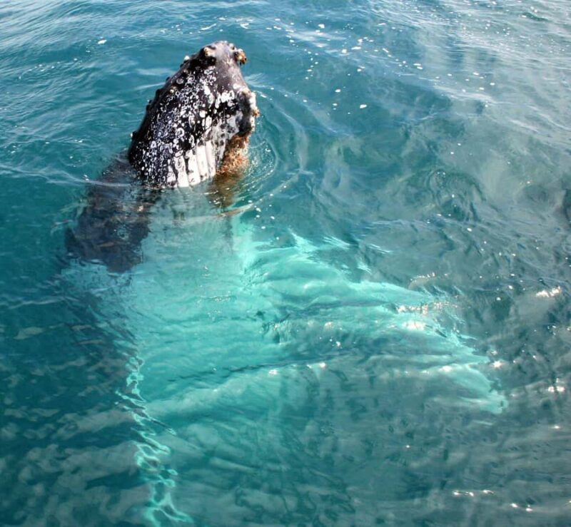 Kalbarri Whale Watching Tour - Who Should Consider This Tour?
