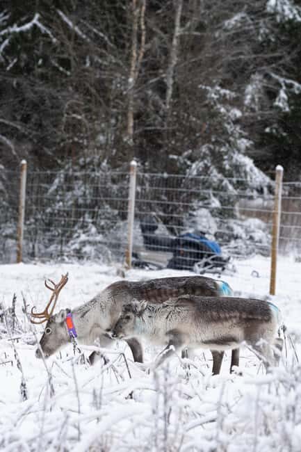 Kalix: Reindeer Safari in lapland - Key Points