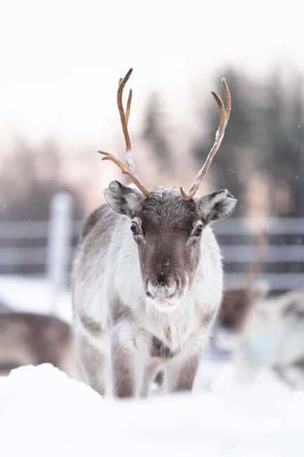 Kalix: Reindeer Safari in lapland - What to Expect from the Reindeer Safari