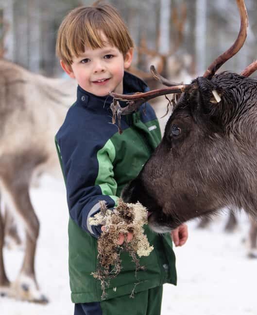 Kalix: Reindeer Safari in lapland - Who Should Book This?