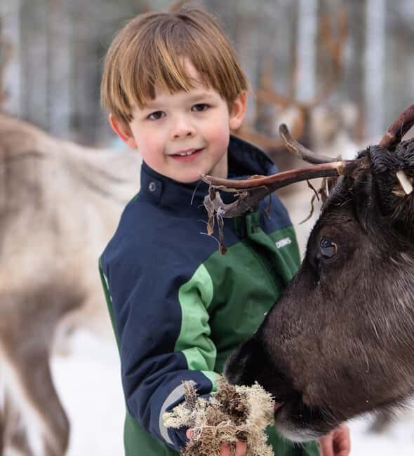 Kalix: Snowmobile Tour with Reindeer Feeding & Lunch - The Practicalities