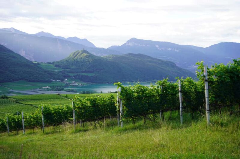 Kaltgern: Wine tour and tasting of old vintages - An In-Depth Look at the Kaltgern Wine Tour