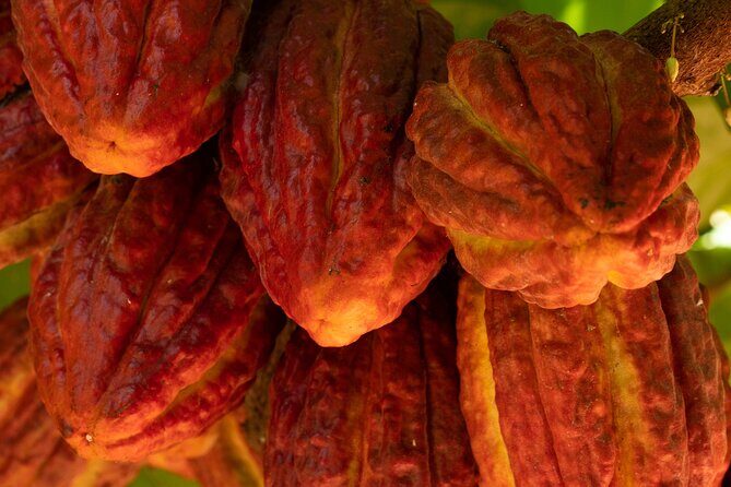 Kamananui Cacao Orchard Tour - Is This Tour Worth the Price?