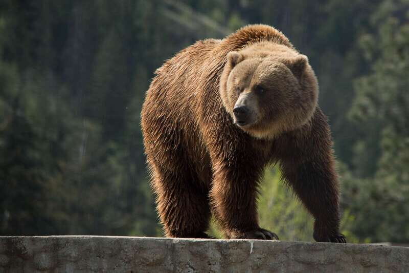 Kamloops: BC Wildlife Park Entry Ticket - Key Points