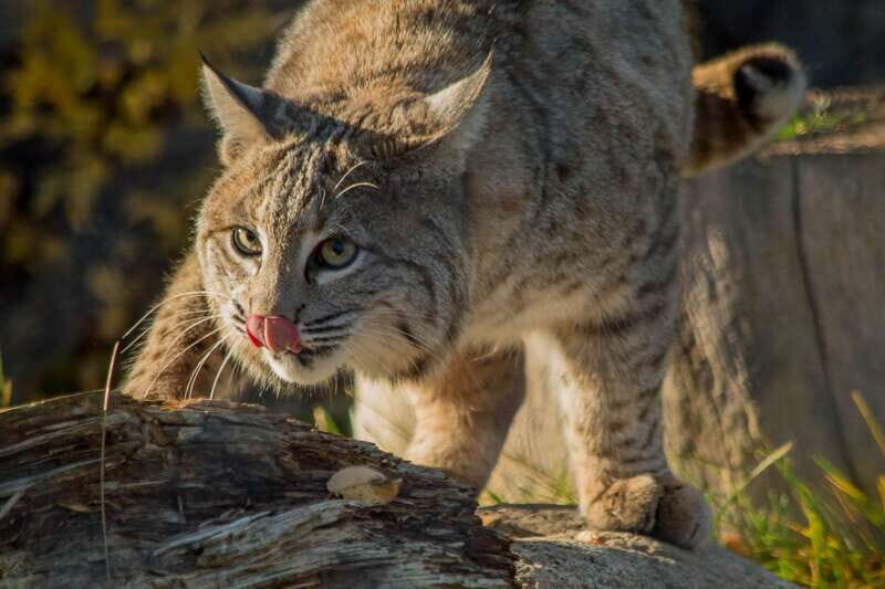 Kamloops: BC Wildlife Park Entry Ticket - A Closer Look at the BC Wildlife Park