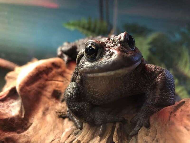 Kamloops: BC Wildlife Park Entry Ticket - FAQs