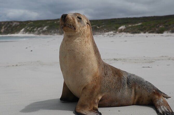Kangaroo Island 2-Day Wildlife Adventure Small Group tour - FAQs