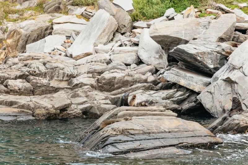 Kangaroo Island: 75-Minute Coastal Safari - Key Points