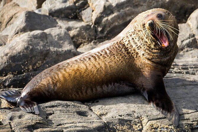 Kangaroo Island 75-Minute Coastal Safari - The Sum Up