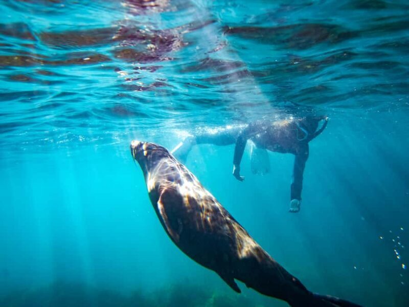 Kangaroo Island: Dolphin, Seal, and Swimming Boat Tour - What to Expect on the Tour