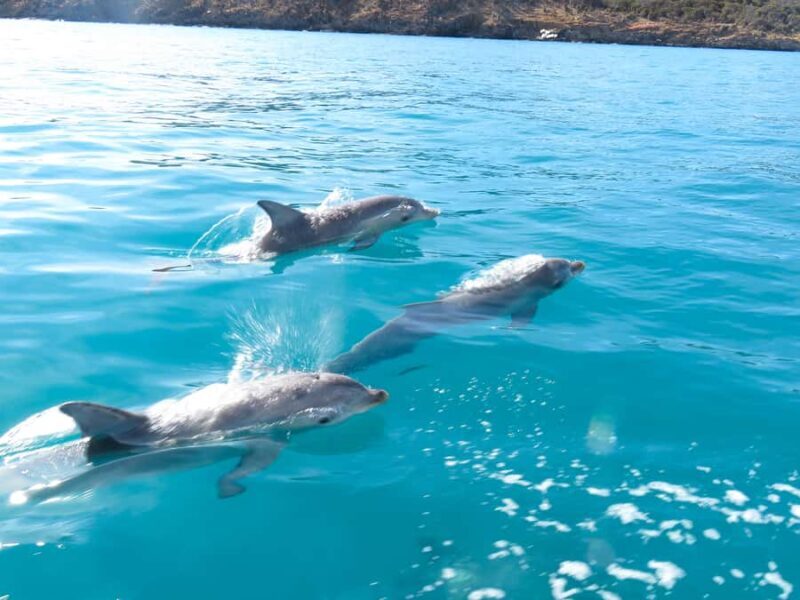 Kangaroo Island: Dolphin, Seal, and Swimming Boat Tour - Who Is This Tour Best For?