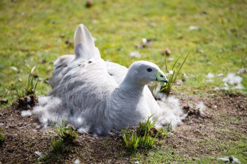 Kangaroo Island: Full Day Guided Flinders Chase Focus Tour - Transportation, Pricing, and Booking