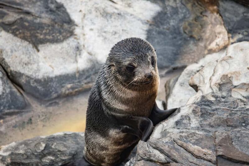 Kangaroo Island: Full Day Guided Flinders Chase Focus Tour - Who Is This Tour Best Suited For?