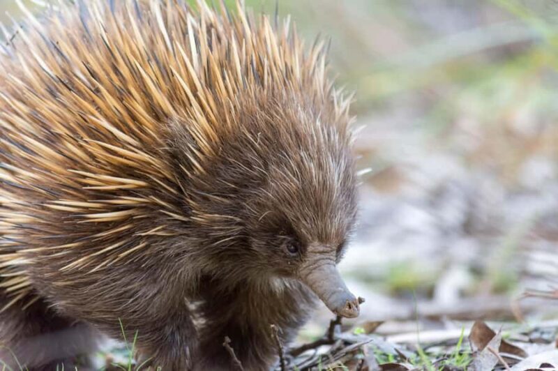 Kangaroo Island: Full Day Guided Flinders Chase Focus Tour - Final Thoughts