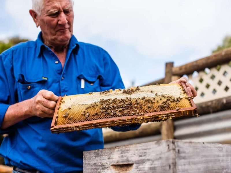 Kangaroo Island: Half-Day Tour Guided Coach Tour - A Closer Look at What to Expect