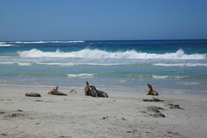 Kangaroo Island in a Day Tour from Adelaide - Key Points