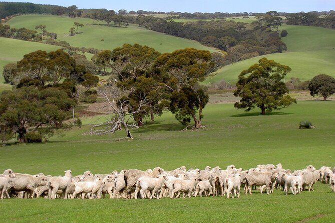 Kangaroo Island Luxury Small Group 'Island Life' Full Day Tour - A Close Look at the Itinerary and Experience