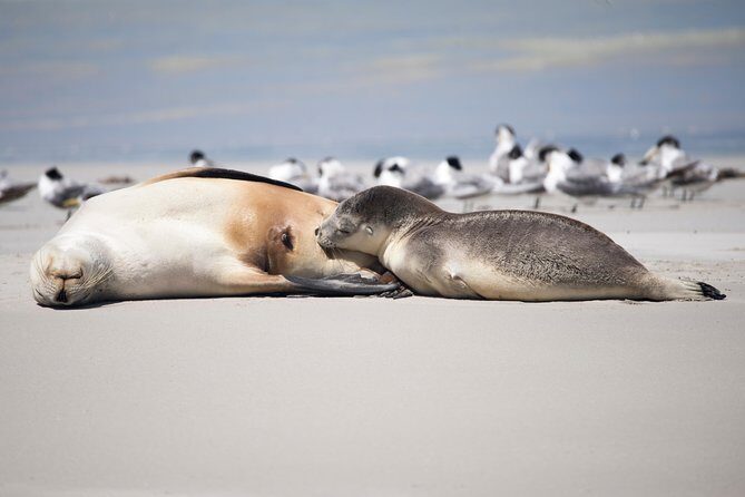 Kangaroo Island Luxury Small Group 'Island Life' Full Day Tour - Price and Value