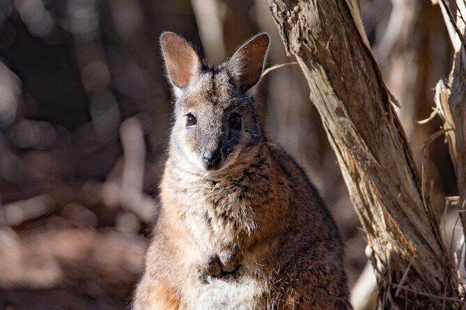 Kangaroo Island Luxury Small Group 'Island Life' Full Day Tour - Who Is This Tour Best For?
