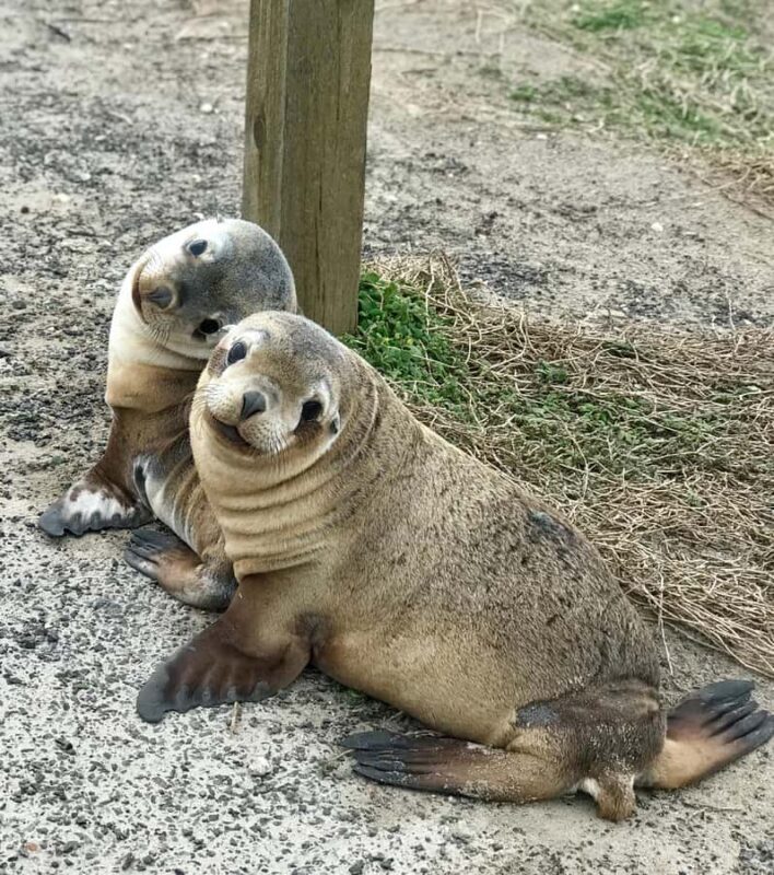 Kangaroo Island: Scenic, Nature & Wildlife Tour - The Experience Through the Eyes of Past Travelers