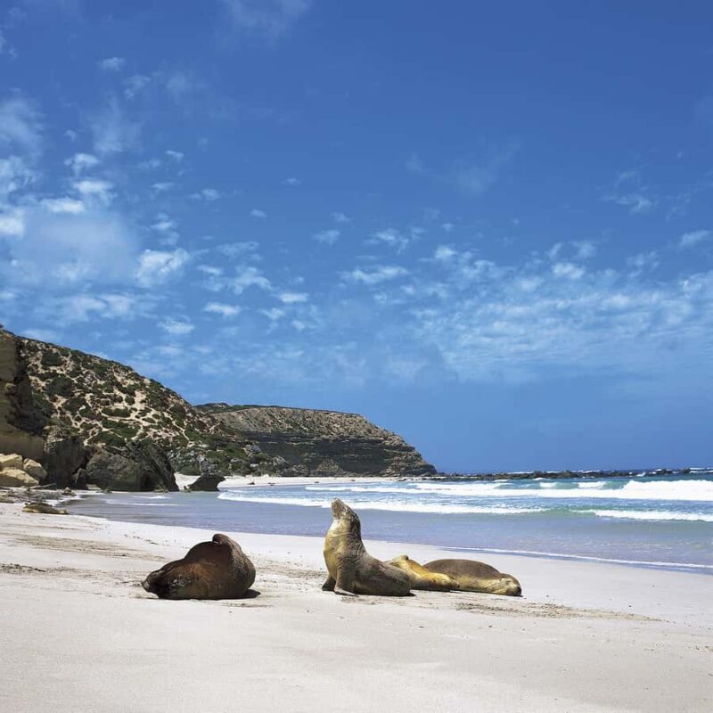 Kangaroo Island: Scenic, Nature & Wildlife Tour - Frequently Asked Questions