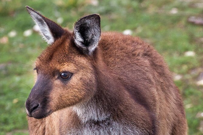 Kangaroo Island Shore Excursion Scenic Trail Tour - Discovering Kangaroo Island: What the Tour Offers