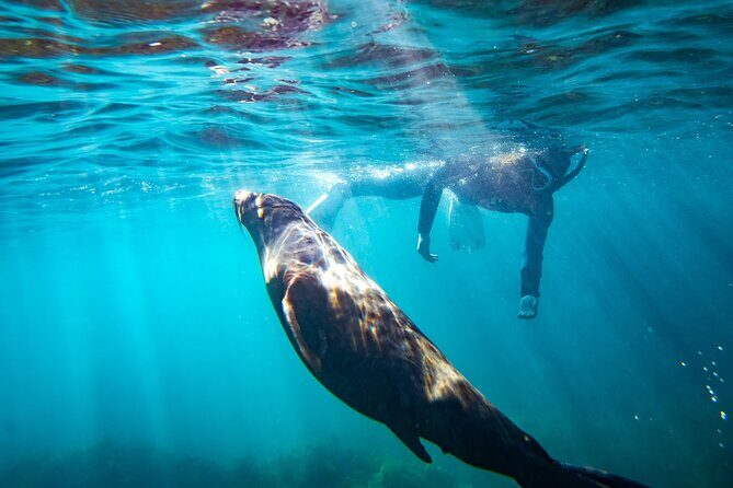 Kangaroo Island - Swim with Dolphins/Seals/Coastal Snorkel - The Itinerary Breakdown