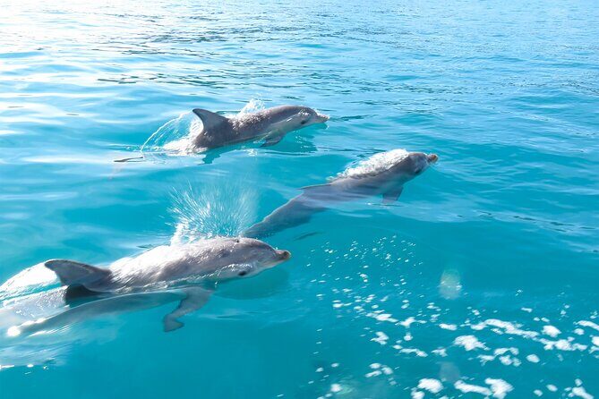Kangaroo Island - Swim with Dolphins/Seals/Coastal Snorkel - Who Should Consider This Tour?
