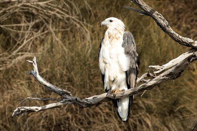 Kangaroo Island - Swim with Dolphins/Seals/Coastal Snorkel - Final Thoughts: Is It Worth It?