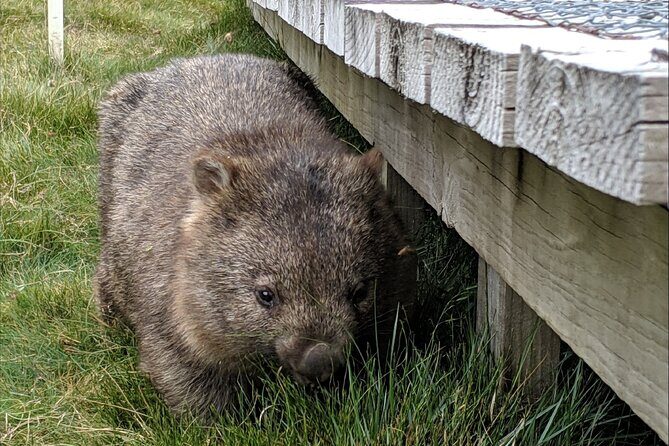 Kangaroos and Koala Experience Tour - Who Is This Tour Best Suited For?