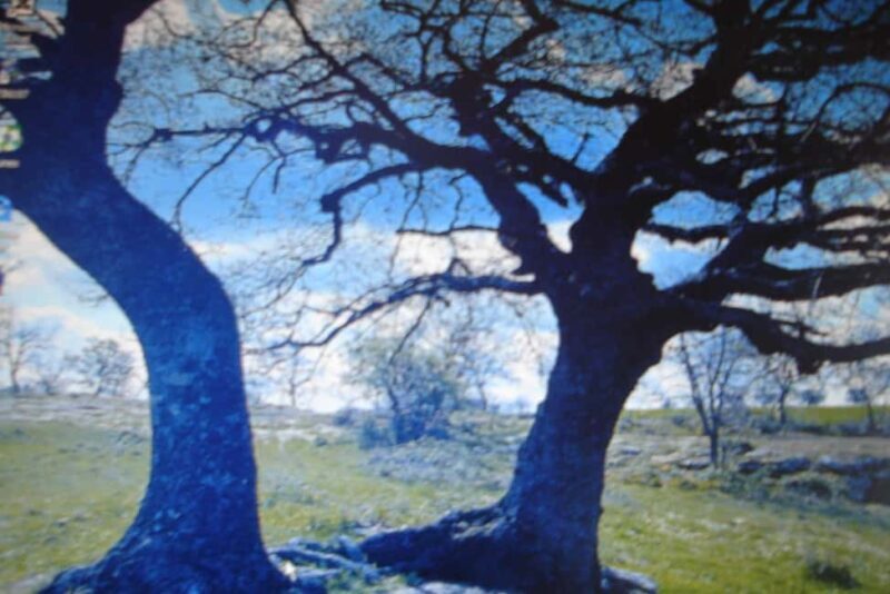 Kaos Vulcanico: volcanic wine tasting in Maremma - Exploring Kaos Vulcanico: Volcanic Wine Tasting in Maremma