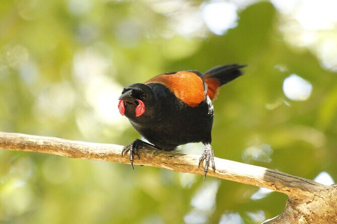 Kapiti Island Classic Guided Day Tour - FAQ