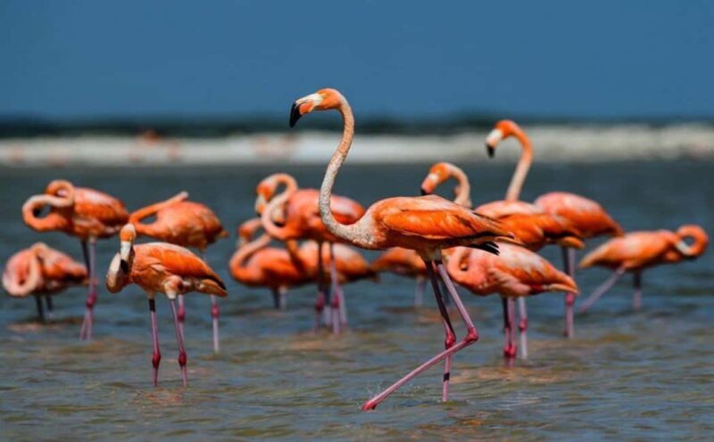 Karavasta:Bird Watching, Tower Views & Lagoon Boat Ride - Final Thoughts: Who Should Consider This Tour?