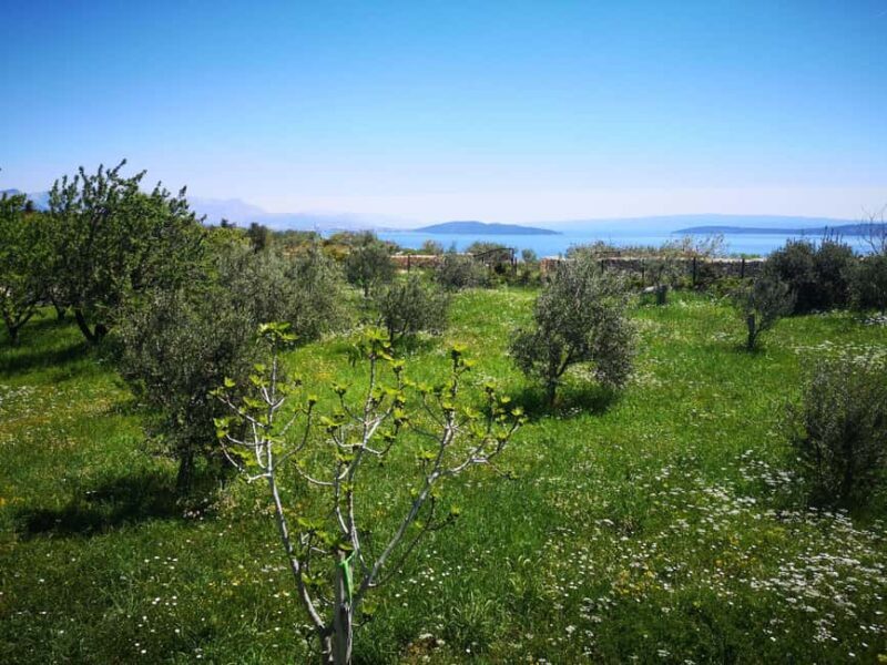Kastela: Wine & Olive Tasting Tour w/Delicacies & Live Music - Who Will Love This Tour?