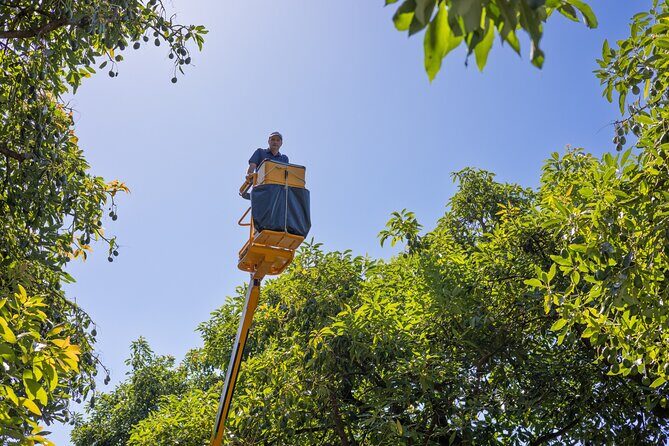 Katikati Avocado Adventure - How the Tour Fits Into Your Trip