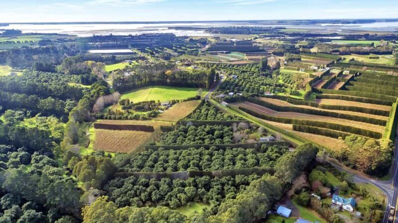 Katikati: Guided Avocado Adventures with Tasty Treats - What the Tour Looks Like