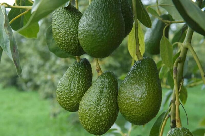 Katikati: Guided Avocado Adventures with Tasty Treats - Tasting and Gastronomy