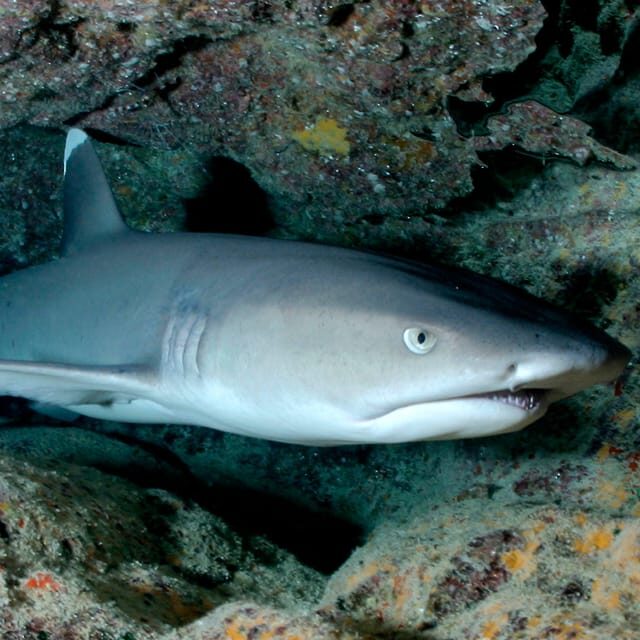 Kauai: Morning 2 Tank Boat Dive for Experienced Divers - Why This Tour Might Be a Great Choice