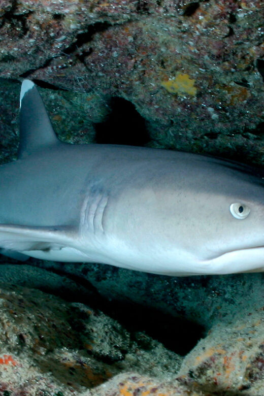 Kauai: Morning 2 Tank Boat Dive for Experienced Divers - Pricing and Value