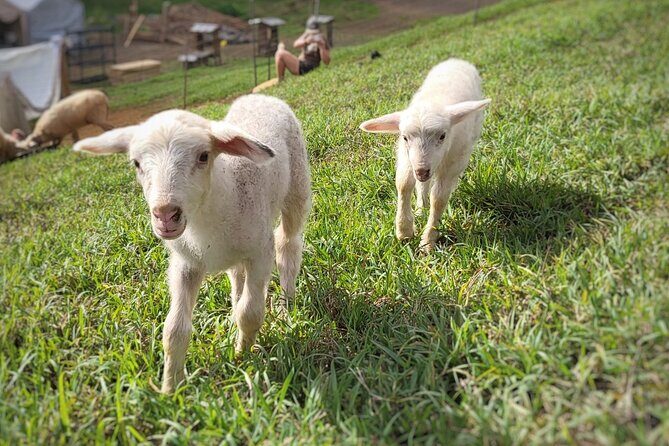 Kauai Private Baby Farm Animal Experience & Micro Dairy Immersion - The Bottom Line: Who Should Consider This Tour?