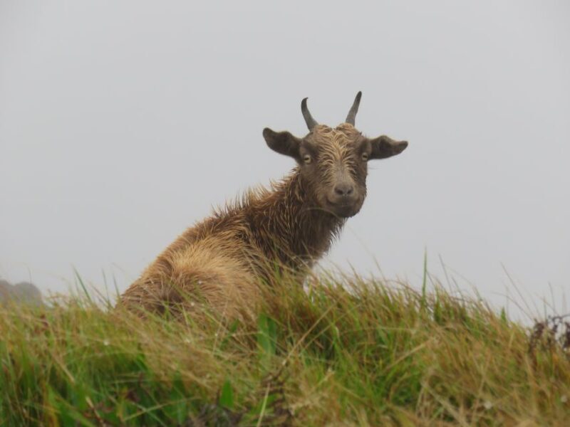 Kauai: Waimea Canyon & Kokee State Park Private Tour - Final Thoughts