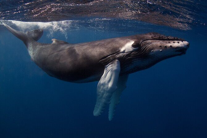 Kauai's Exclusive Morning Scuba Charter for Experienced Divers - Final Thoughts