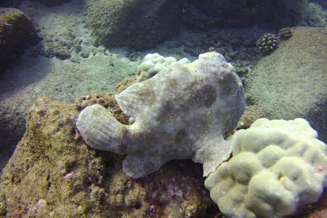 Kauai's Ultimate Boat 2 Tank Adventure Dive Certified Divers Only - The Real Value for Your Money