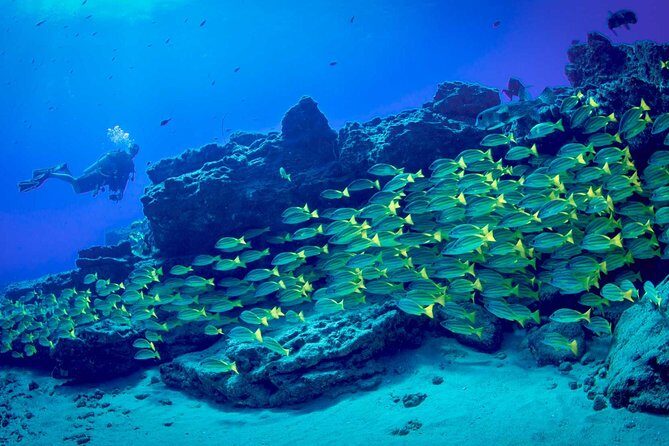 Kauai's Ultimate Boat 2 Tank Adventure Dive Certified Divers Only - Who Is This Tour Best Suited For?