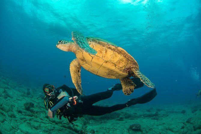 Kauai's Ultimate Discover Scuba Dive - OCEAN EXPERIENCE (1 Tank Dive) - Key Points