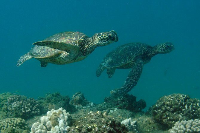 Kauai's Ultimate South Island Zodiac Boat Snorkel Adventure - Accessibility and Practical Considerations