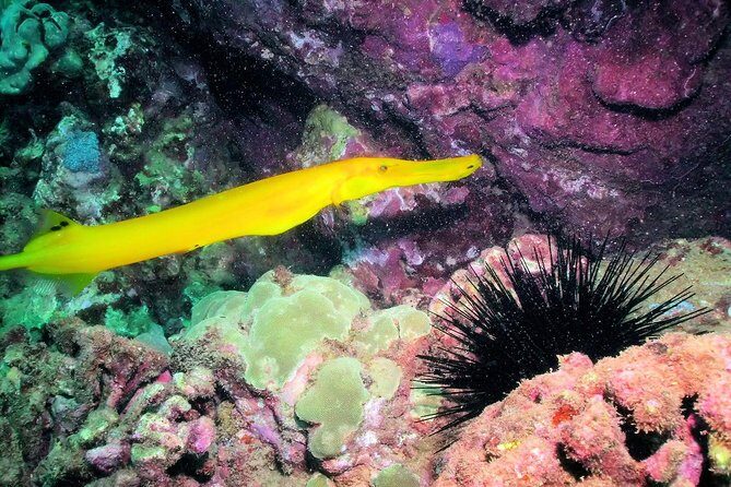 Kauai's Ultimate South Shore 2 Tank Dive (Certified Divers Only) - Who Should Book This Experience?