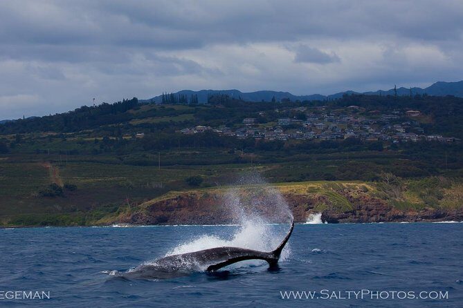 Kauai's Ultimate South Side Whale & Dolphin Zodiac Boat Adventure - Key Points