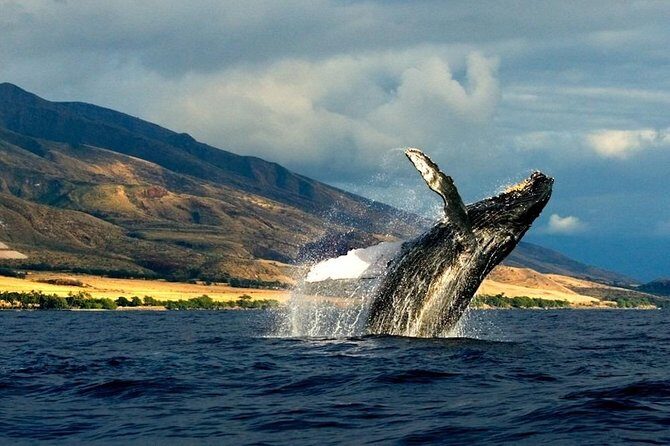 Kauai's Ultimate South Side Whale & Dolphin Zodiac Boat Adventure - The Value and the Price
