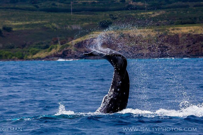 Kauai's Ultimate South Side Whale & Dolphin Zodiac Boat Adventure - The Experience for Different Travelers